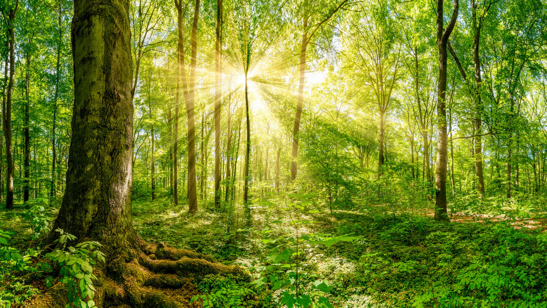 El reciclaje salva bosques y ayuda a reducir los residuos sólidos urbanos